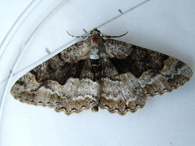 Mottled Beauty